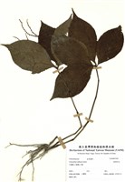 藏品(臺灣及己)的圖片